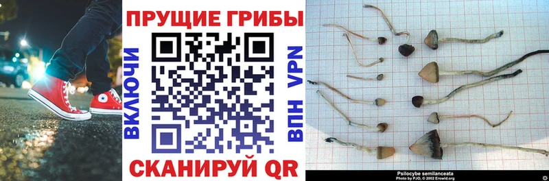 Псилоцибиновые грибы Psilocybe  Фатеж 